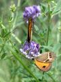 Mariposas libando las flores