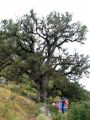 El 'Roure Gros' un quejigo de 20 metros de altura y 6 de permetro