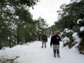 Bajando por la pista entre pinos