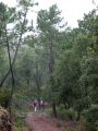 Seguimos atravesando un bosque de pinos