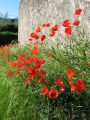 Amapolas