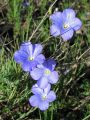 Linum  narbonense