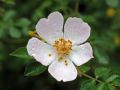 Rosa canina