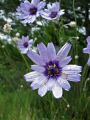  Catananche caerulea