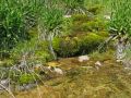 El agua provoca una exuberante vegetacin