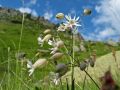 Flores blancas