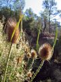 Cardos en la orilla del ro