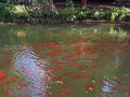 Abundan los peces en la alberca del jardn