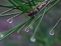 Gotas de rocio en las acculas de un pino