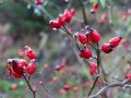 Frutos rojos