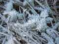 Cristales de hielo sobre las plantas