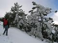 Los pinos soportan la nieve helada