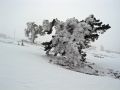 Los pinos soportan estoicamente el hielo