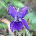 Flor cargada de roco