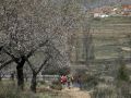 Almendros en flor cerca de Losilla