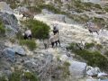 Cabras montesas en la Plataforma de Gredos