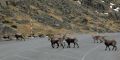 Al final atravesaron el parking de la Plataforma de Gredos y se fueron por la otra ladera