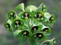 Lechetrezna o Lleteresa vesquera (Euphorbia characias)