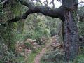 Portal de entrada al maravilloso alcornocal de Almedjar