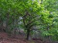 Bosque de castaos del Jinquer