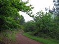 La pista atraviesa este pequeo bosque de castaos