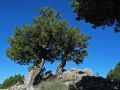 Sabinas del cerro del corral de la Caada