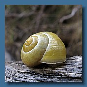 Caracol.