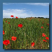 Amapolas en un trigal.