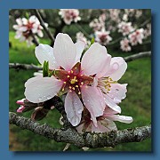 Flor del almendro.