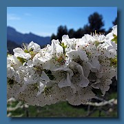 Flores de cerezo.